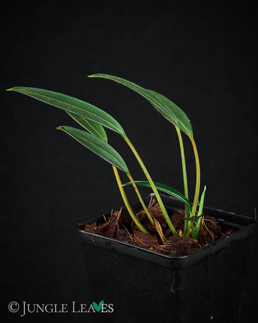 Burttianthus caulescens