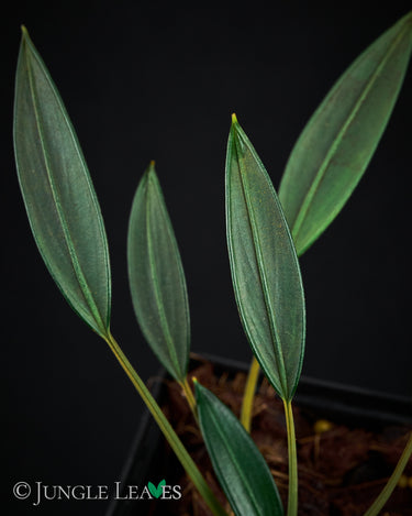 Burttianthus caulescens