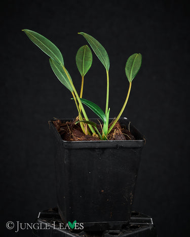 Burttianthus caulescens