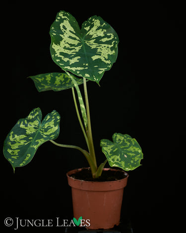 Caladium 'Hilo Beauty'