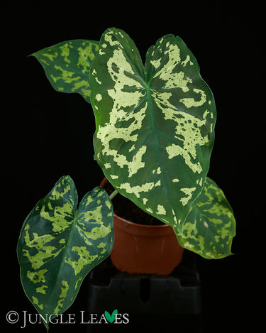 Caladium 'Hilo Beauty'