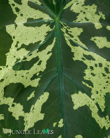 Caladium 'Hilo Beauty'