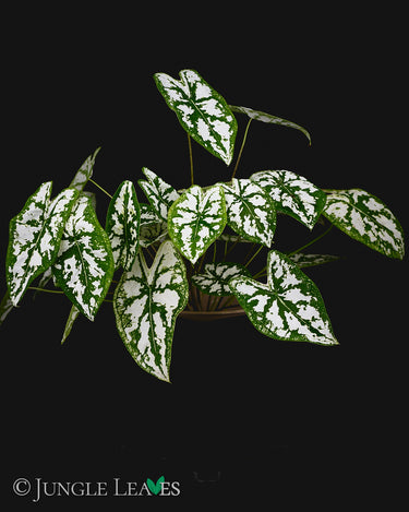 Caladium humboldtii