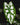 Caladium humboldtii