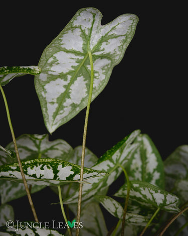Caladium humboldtii