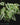 Caladium humboldtii