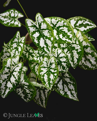 Caladium humboldtii
