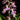 Calanthe