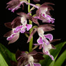 Calanthe