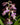 Calanthe