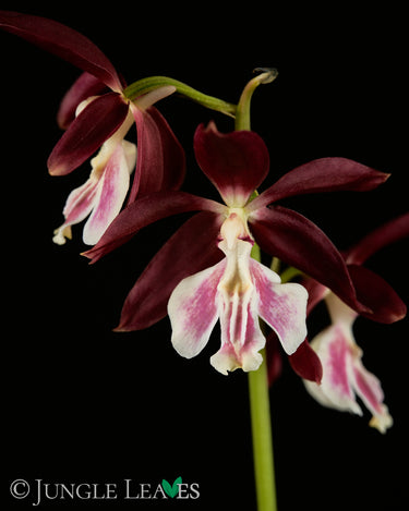 Calanthe sp. (Gartenorchidee) - verschiedene Farben