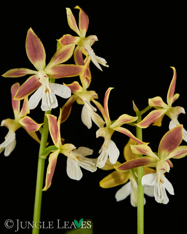 Calanthe sp. (Gartenorchidee) - verschiedene Farben