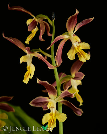 Calanthe sp. (Gartenorchidee) - verschiedene Farben