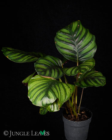 Calathea fasciata