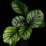 Calathea fasciata