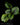 Calathea fasciata