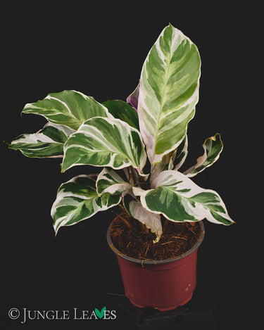 Calathea lietzei 'White Fusion'