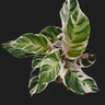 Calathea lietzei 'White Fusion'