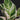 Calathea lietzei 'White Fusion'