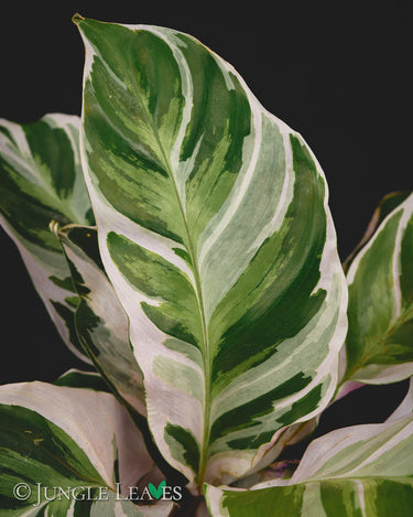 Calathea lietzei 'White Fusion'