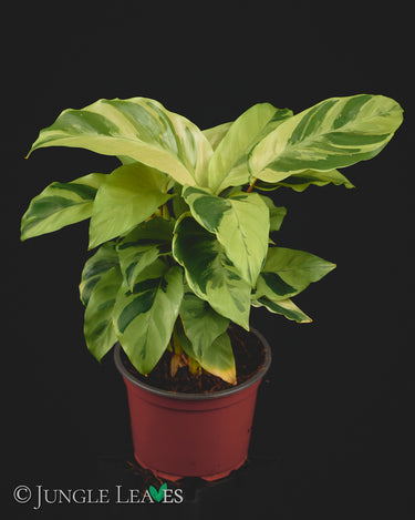 Calathea lietzei 'Yellow Fusion'