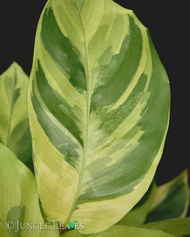Calathea lietzei 'Yellow Fusion'