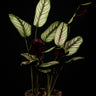 Calathea majestica 'Whitestar'