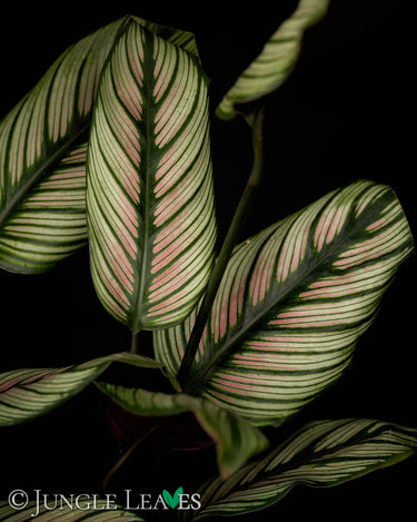 Calathea majestica 'Whitestar'