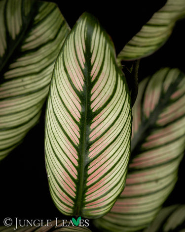 Calathea majestica 'Whitestar'