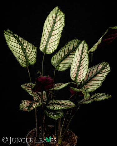 Calathea majestica 'Whitestar'