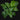 Calathea musaica 'Network'