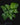 Calathea musaica 'Network'