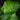 Calathea musaica 'Network'