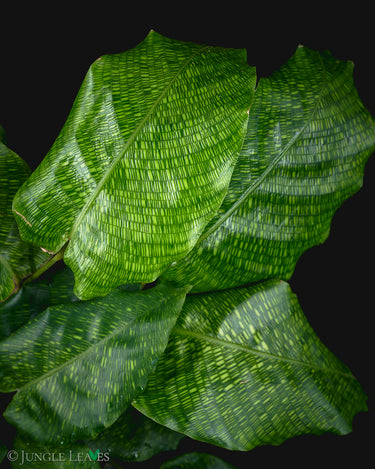 Calathea musaica 'Network'