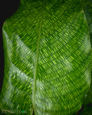 Calathea musaica 'Network'