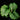 Calathea orbifolia