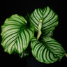Calathea orbifolia
