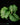 Calathea orbifolia