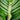 Calathea orbifolia
