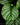 Calathea orbifolia