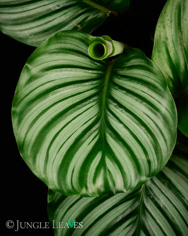 Calathea orbifolia