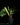 Calathea orbifolia