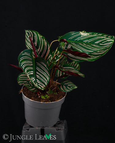 Calathea ornata