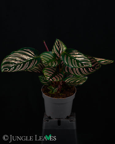 Calathea ornata