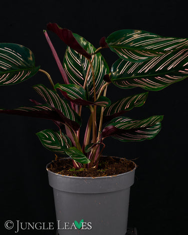 Calathea ornata