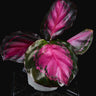 Calathea roseopicta 'Crimson'