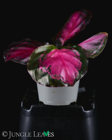 Calathea roseopicta 'Crimson'