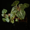 Calvoa orientalis (Syn. sessiliflora)