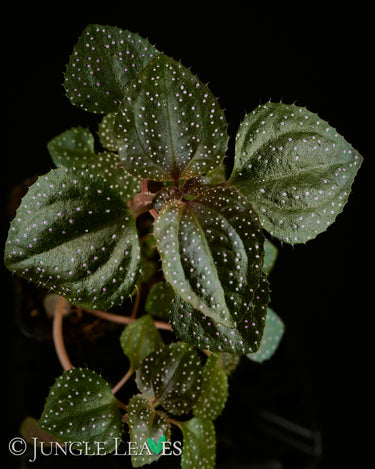 Calvoa orientalis (Syn. sessiliflora)