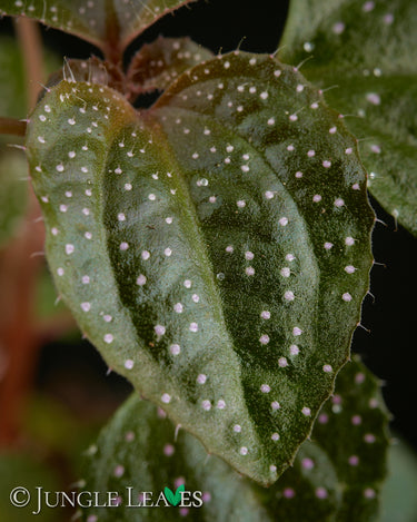 Calvoa orientalis (Syn. sessiliflora)